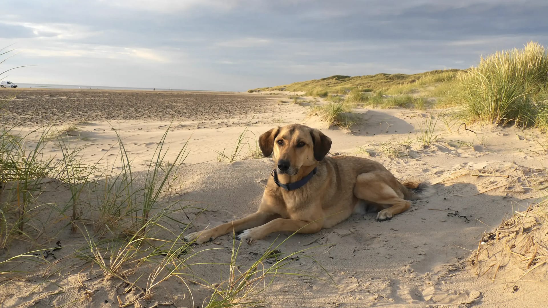 Hund Anderl am Strand